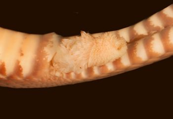 Media type: image;   Herpetology R-19326